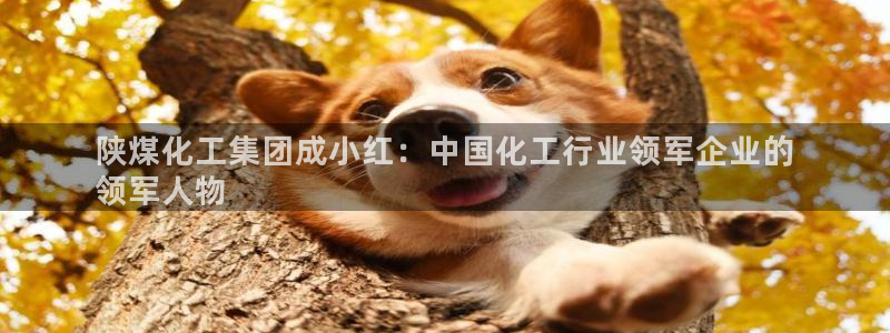 球盟会黑钱：陕煤化工集团成小红：中国化工行业领军企业的
领军