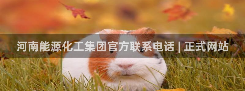 球盟会在线登录官网：河南能源化工集团官方联系电话 | 正式网