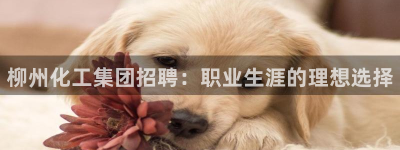 球盟会(中国)官方网站：柳州化工集团招聘：职业生涯的理想选择
