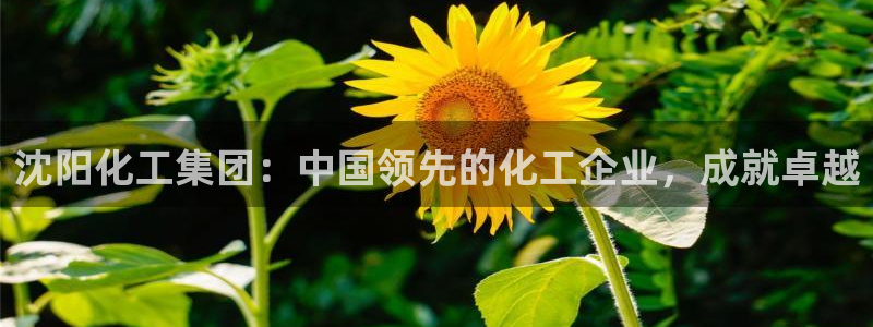 球盟会进不去
