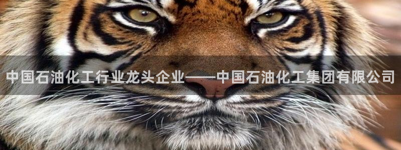 球盟会能退钱吗现在：中国石油化工行业龙头企业——中国石油化工