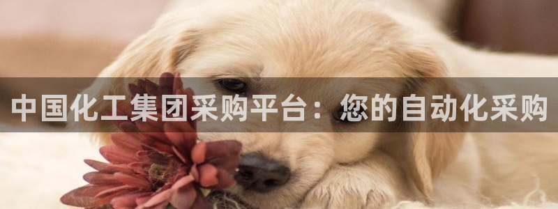 球盟会登录平台入口：中国化工集团采购平台：您的自动化采购